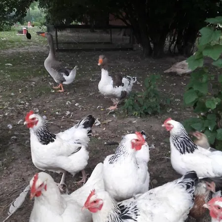 Im Dreilaendereck - Dom Przy Trzech Granicach Appartement Leśna