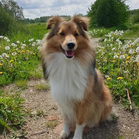 Im Dreilaendereck - Dom Przy Trzech Granicach *