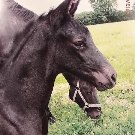 Appartement Im Dreilaendereck - Dom Przy Trzech Granicach