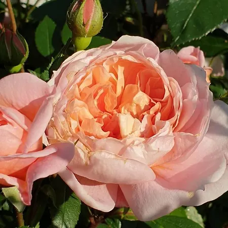 Im Dreilaendereck - Dom Przy Trzech Granicach