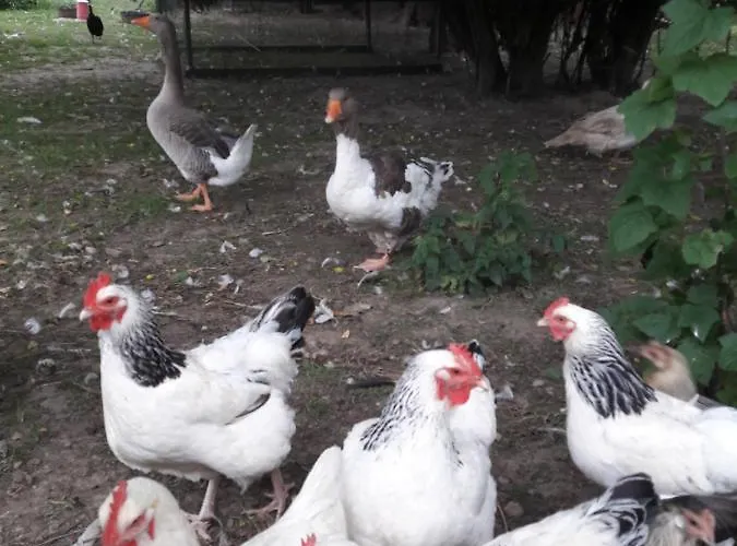 Im Dreilaendereck - Dom Przy Trzech Granicach 公寓 Leśna