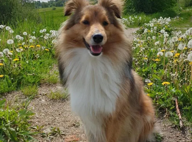 Im Dreilaendereck - Dom Przy Trzech Granicach *