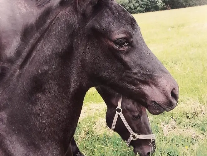 Apartmán Im Dreilaendereck - Dom Przy Trzech Granicach
