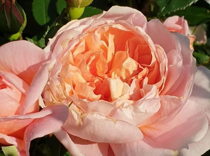 Im Dreilaendereck - Dom Przy Trzech Granicach